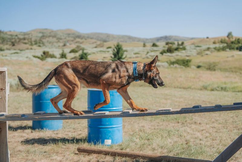 Belgian Malinois