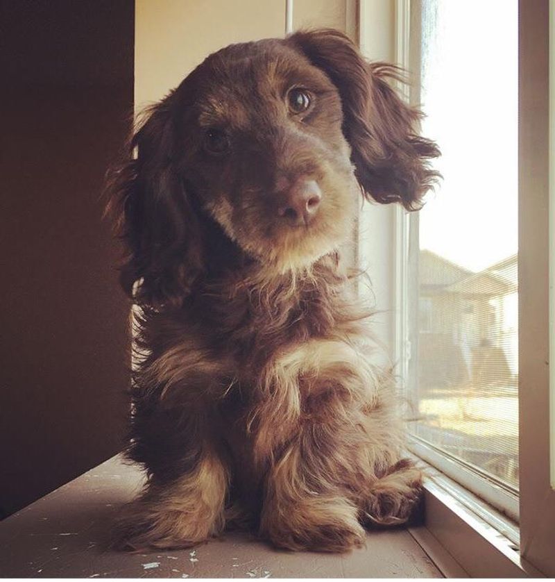 Shih Tzu Dachshund Mix