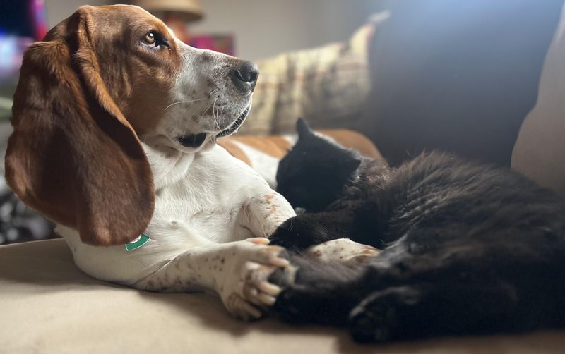 Basset Hound