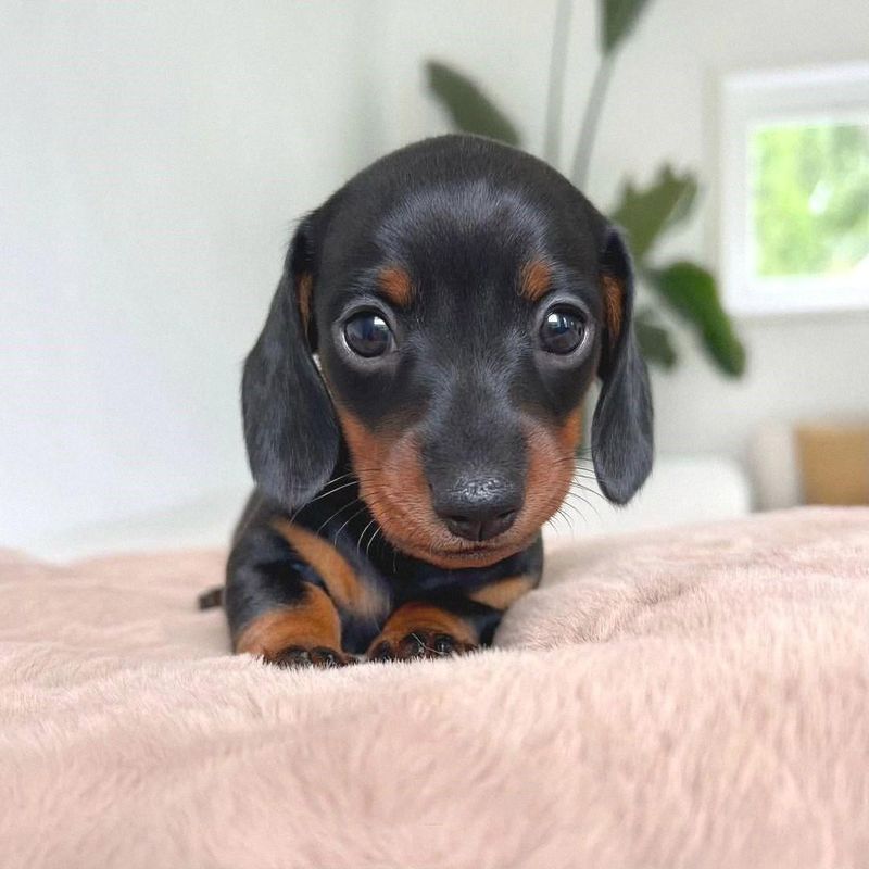 Dachshund