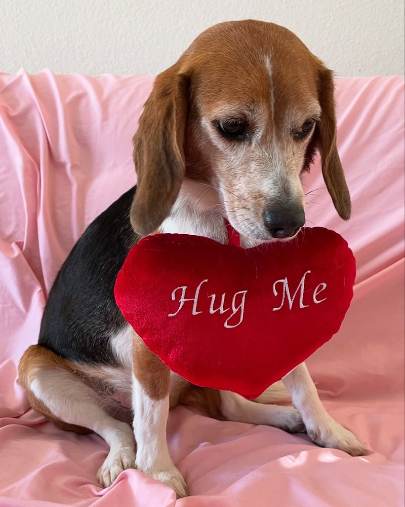 Beagle