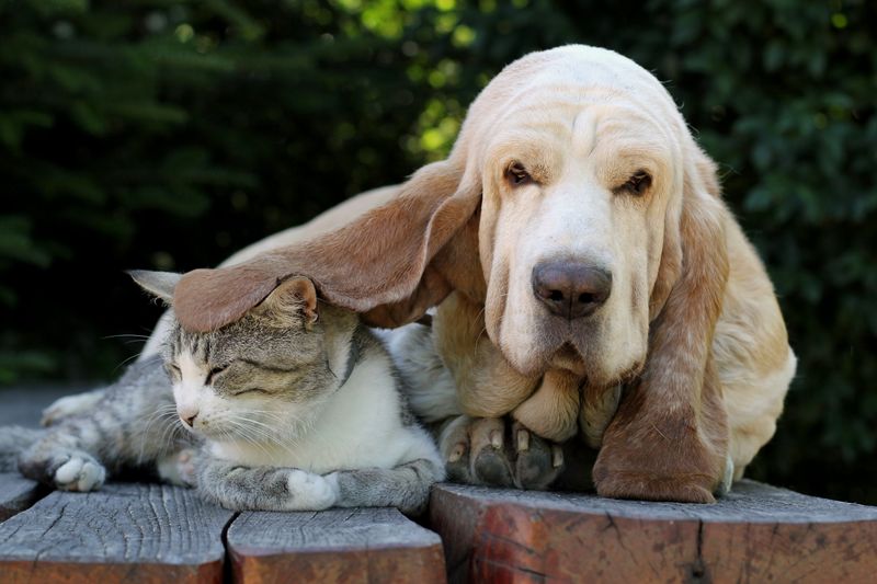 Basset Hound