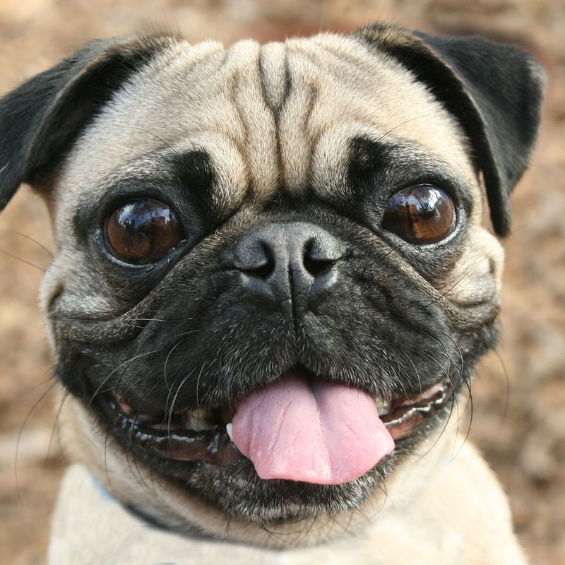 Pug