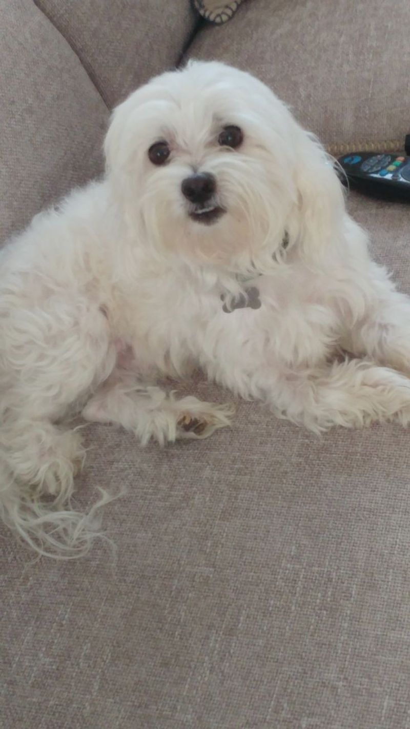 Maltese