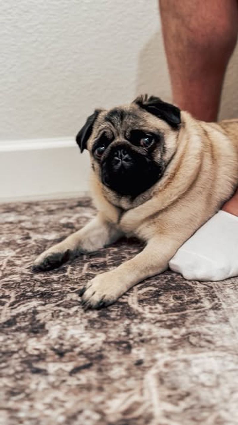 Pug