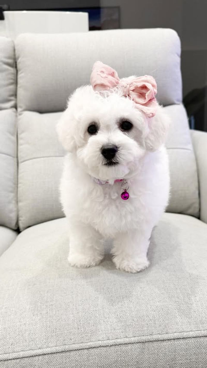 Bichon Frise