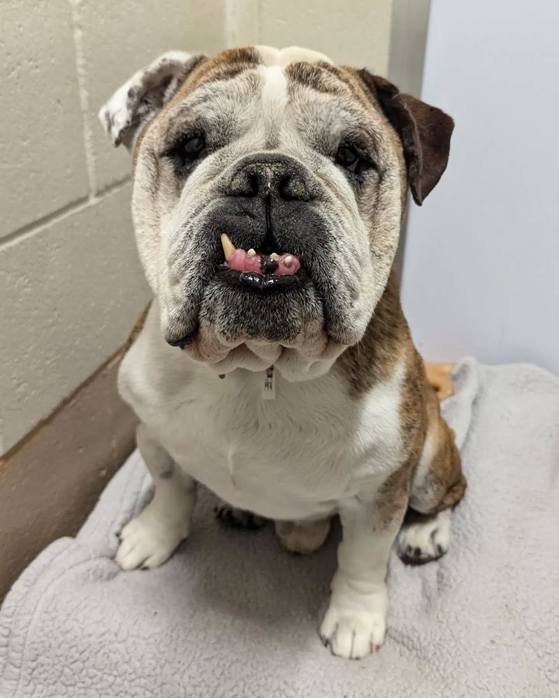 Bulldog