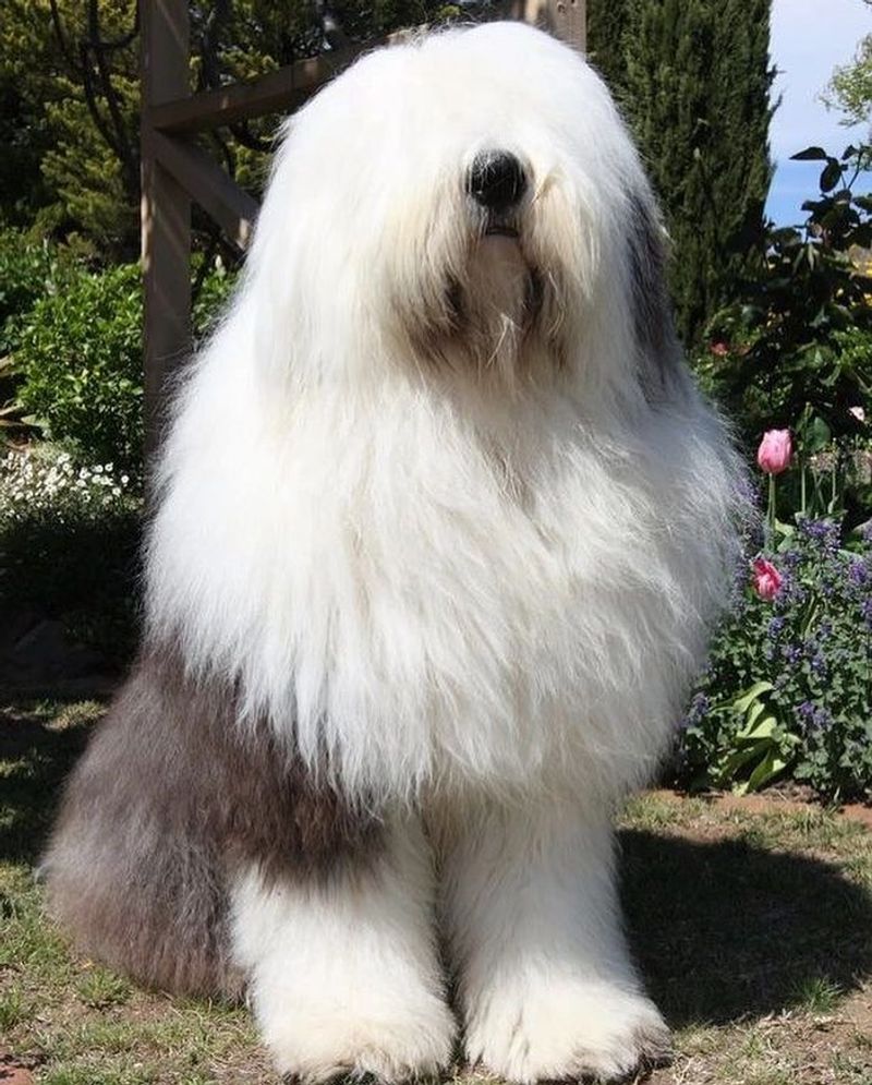 Old English Sheepdog