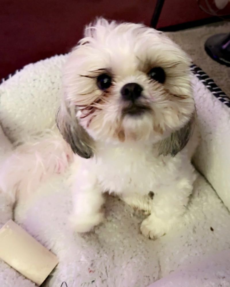 Shih Tzu