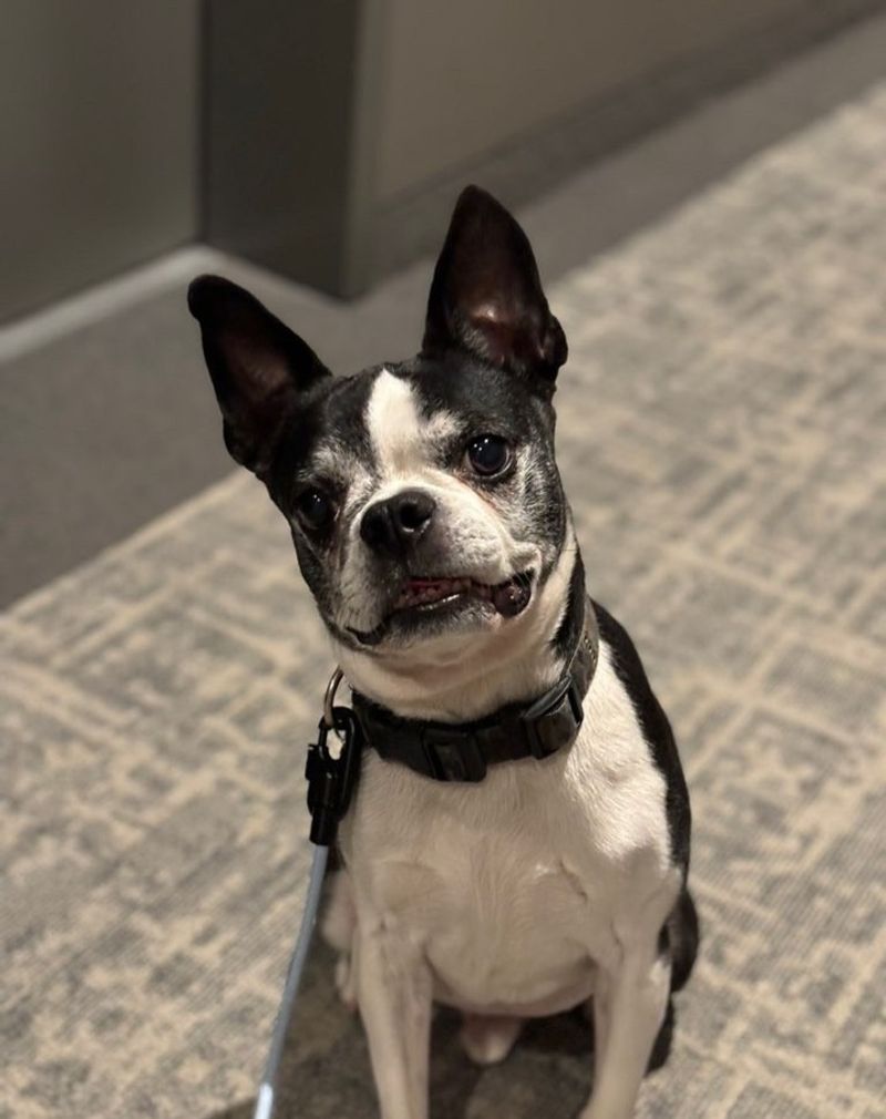 Boston Terrier
