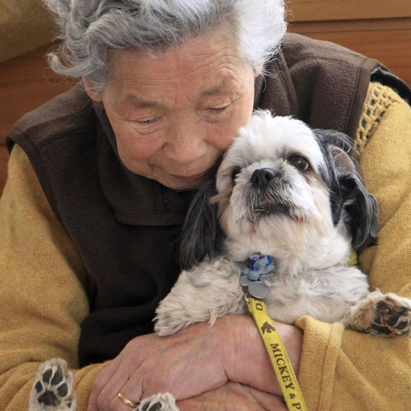 Shih Tzu