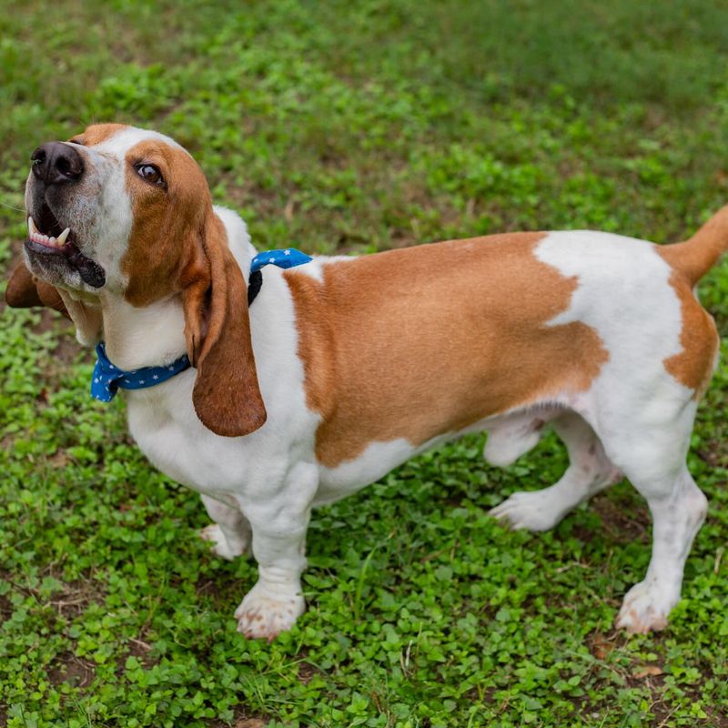 Basset Hound