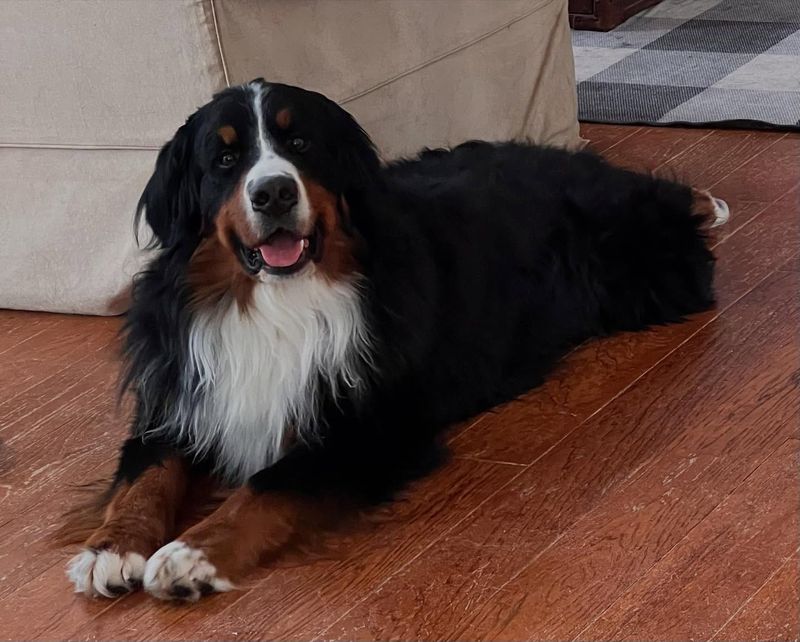 Bernese Mountain Dog