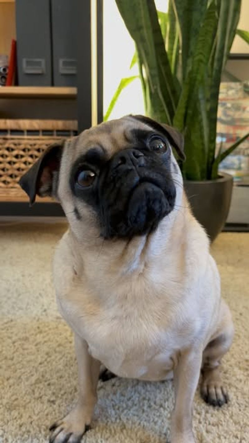 Pug