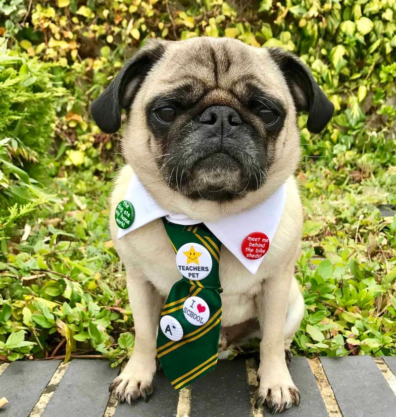 Pug