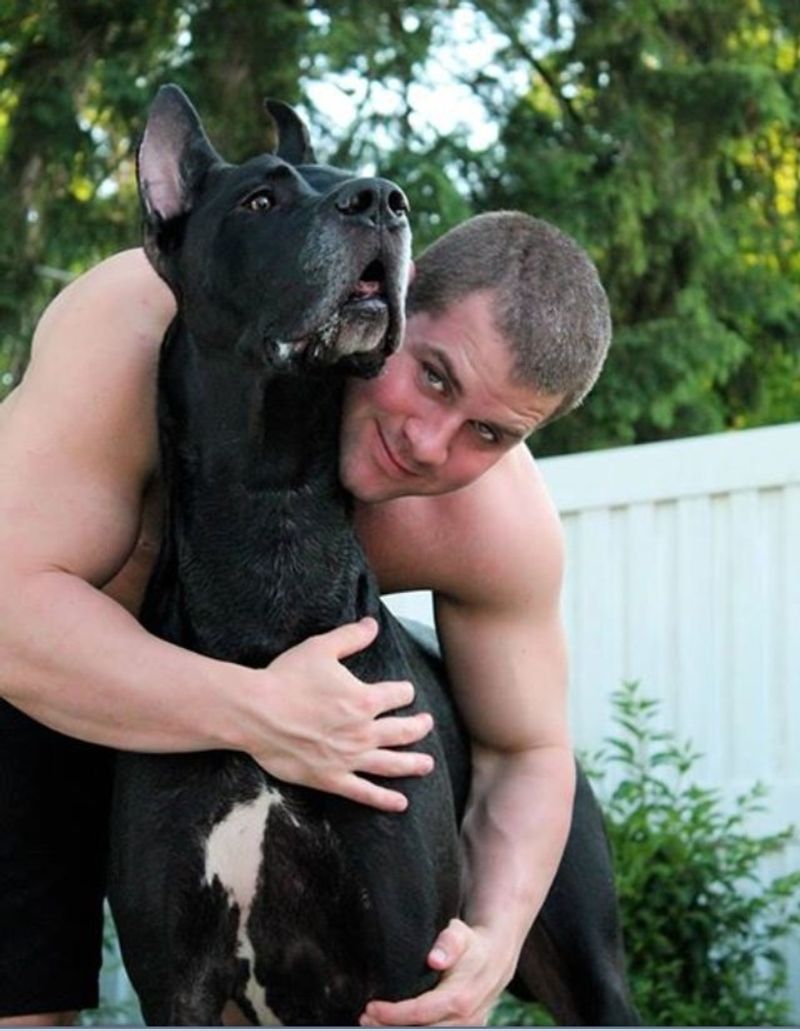 Great Dane