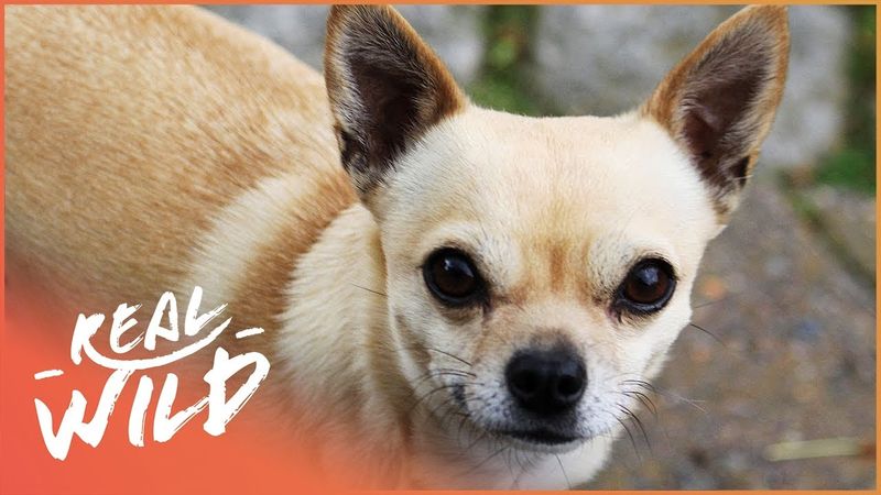 Chihuahua