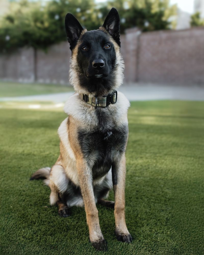 Belgian Malinois