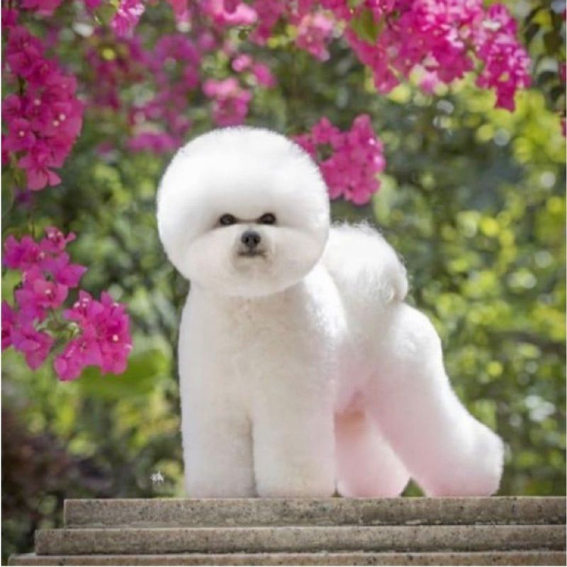 Bichon Frise
