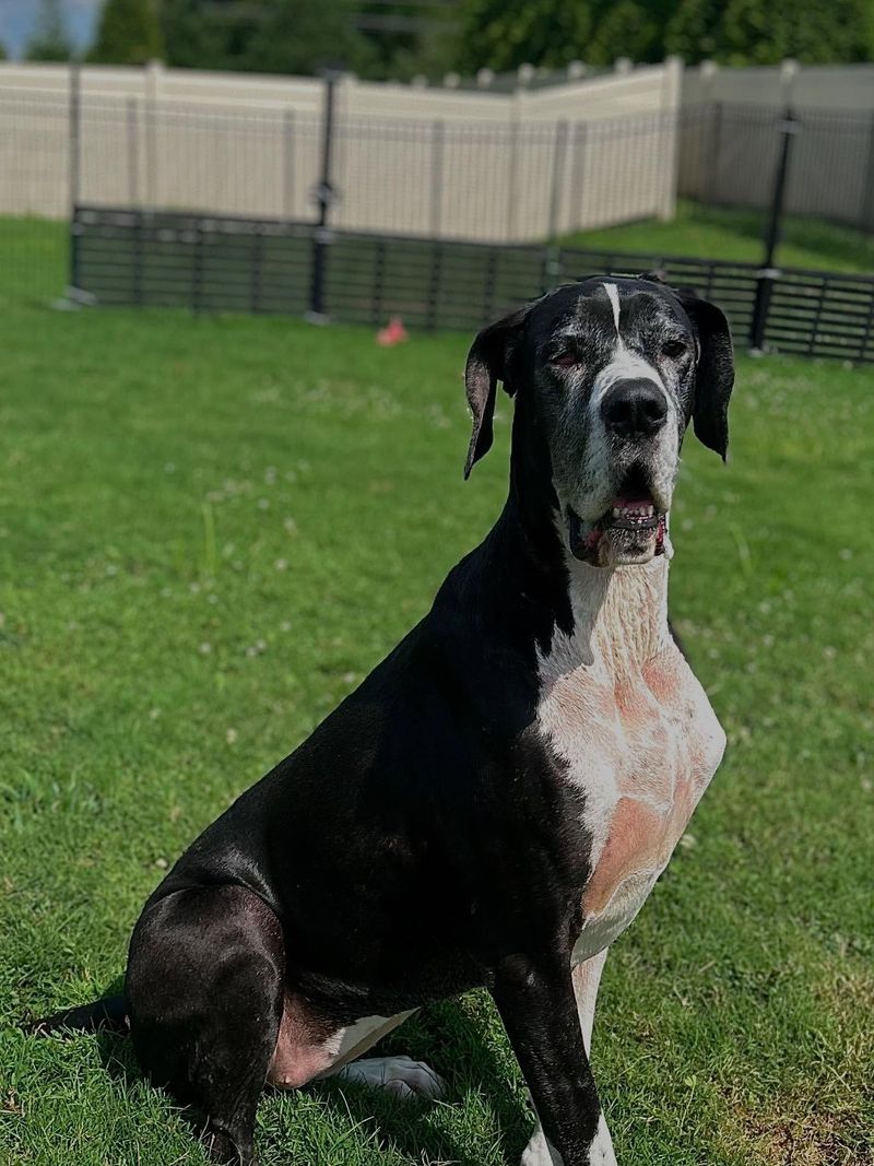 Great Dane