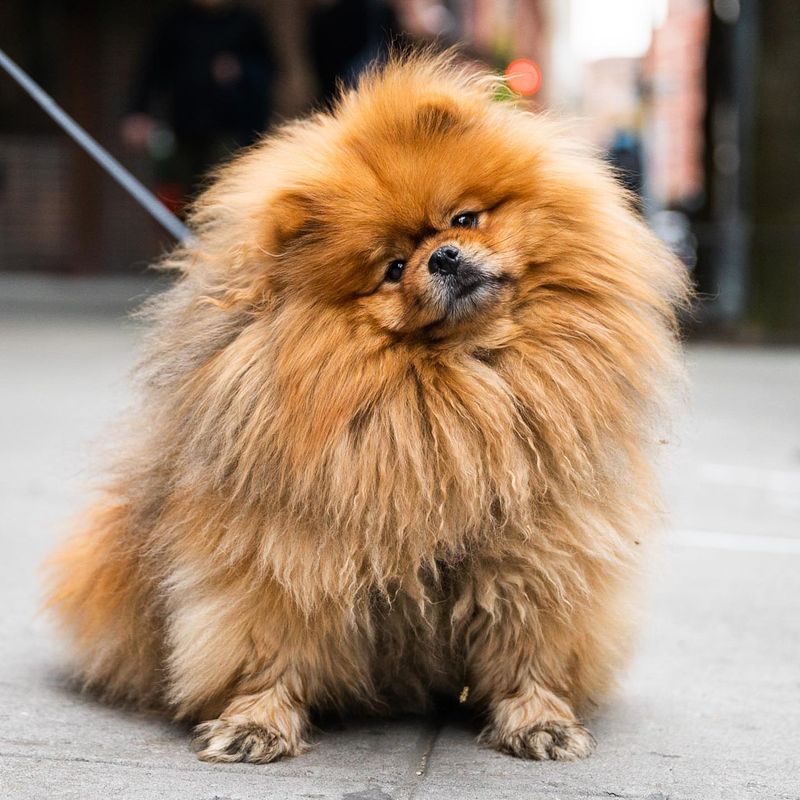 Pomeranian