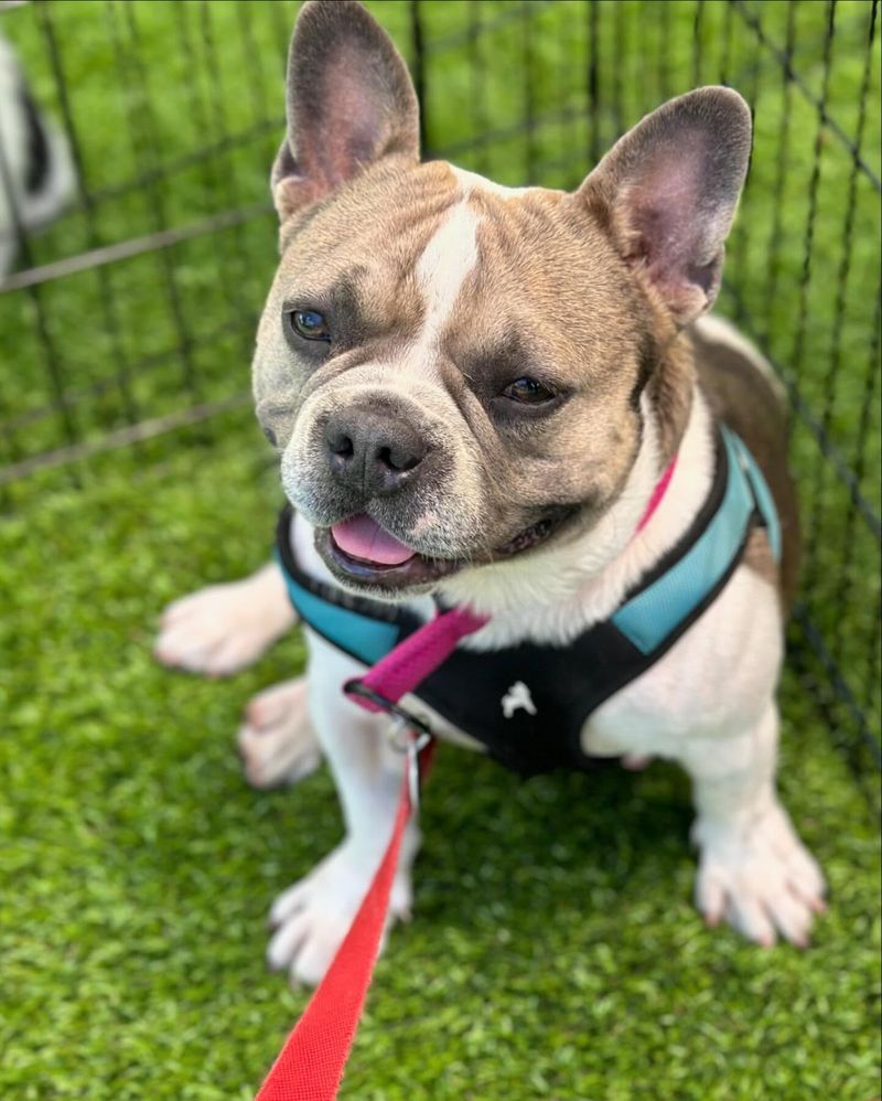 French Bulldog