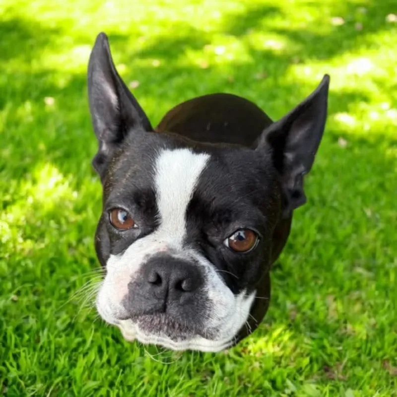 Boston Terrier