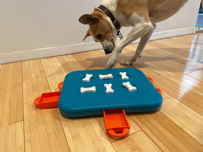 Implement Enrichment Activities