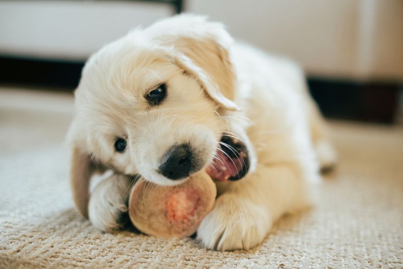 Edible Toys or Treats with Additives