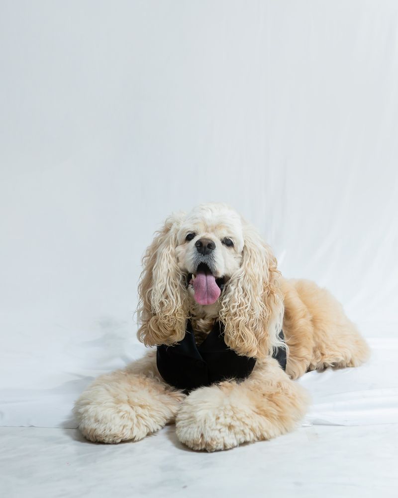 American Cocker Spaniel
