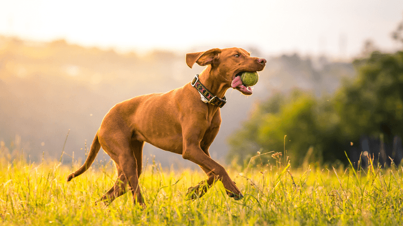 Vizsla