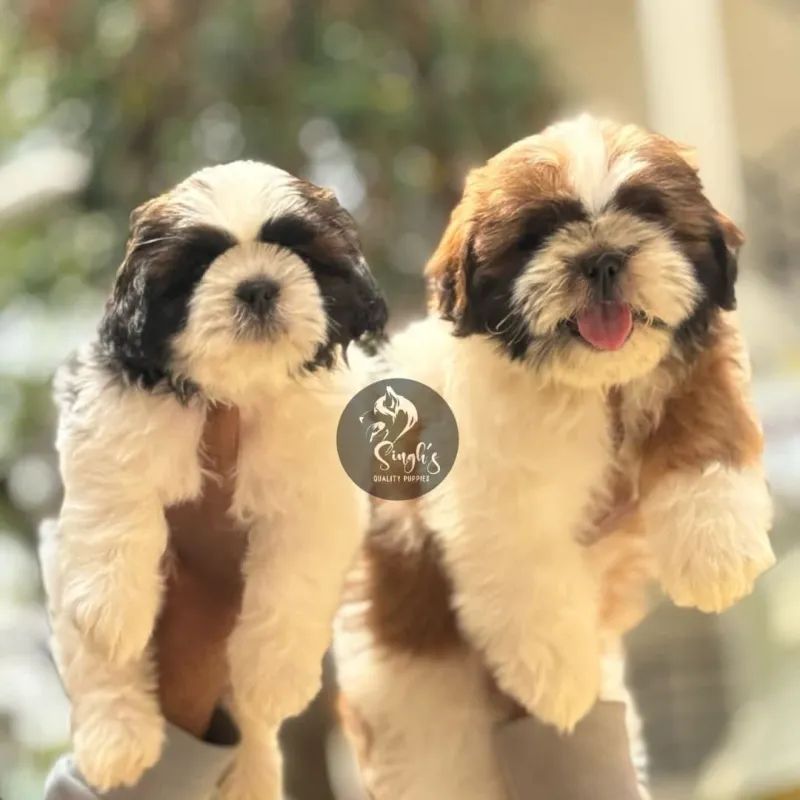 Shih Tzu