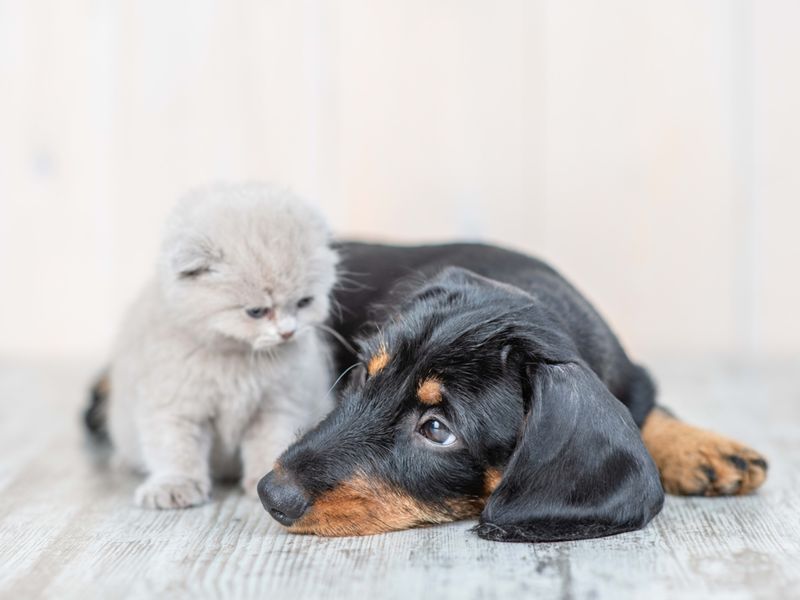 Dachshund