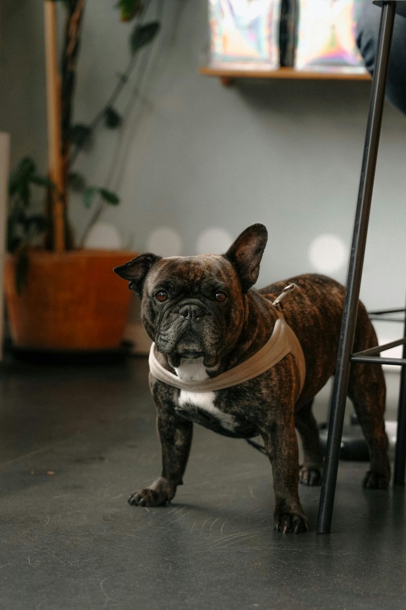 French Bulldog