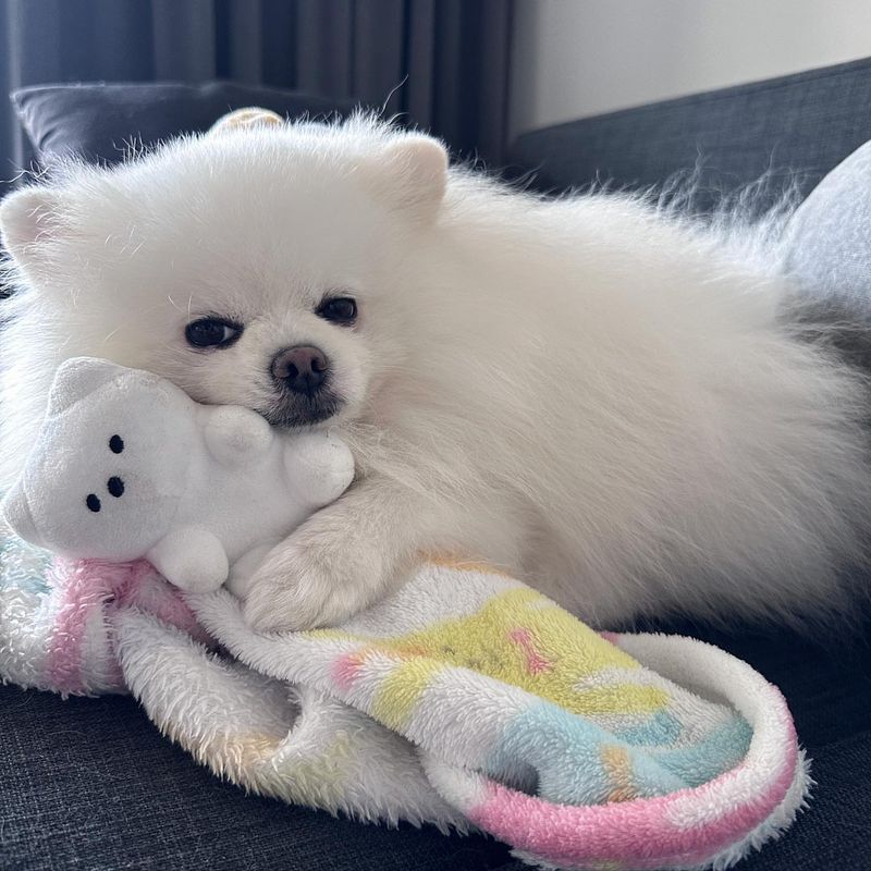 Pomeranian