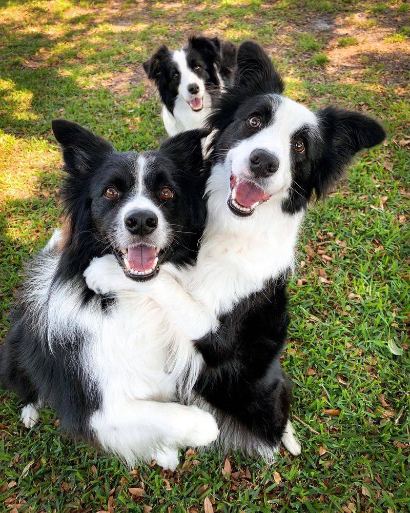 Border Collie