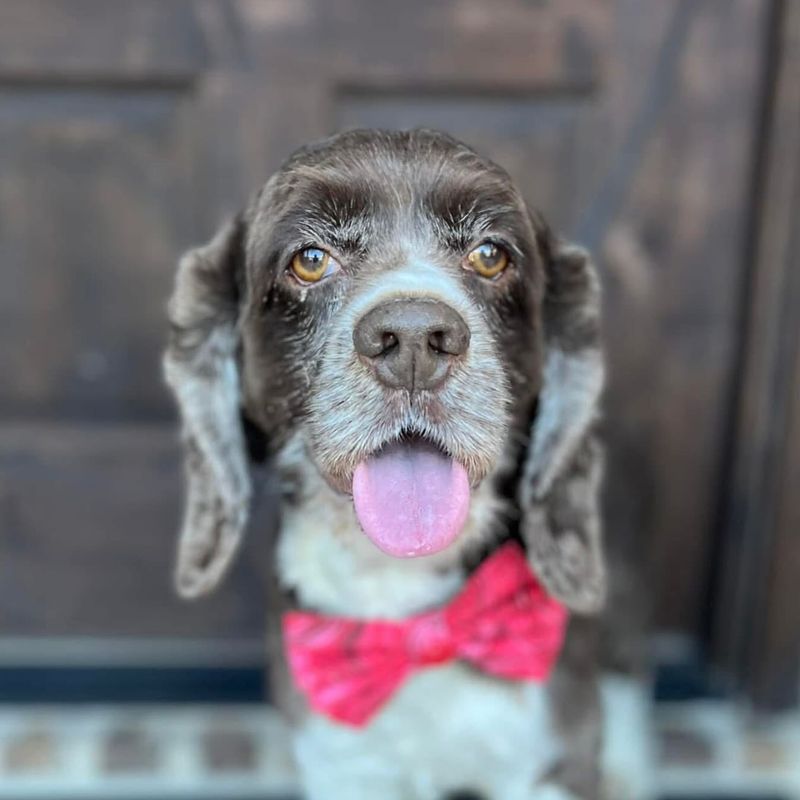 Cocker Spaniel