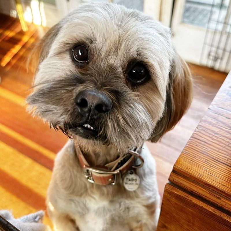 Lhasa Apso