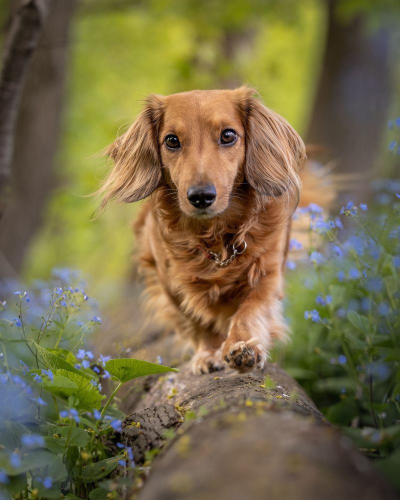 Dachshund