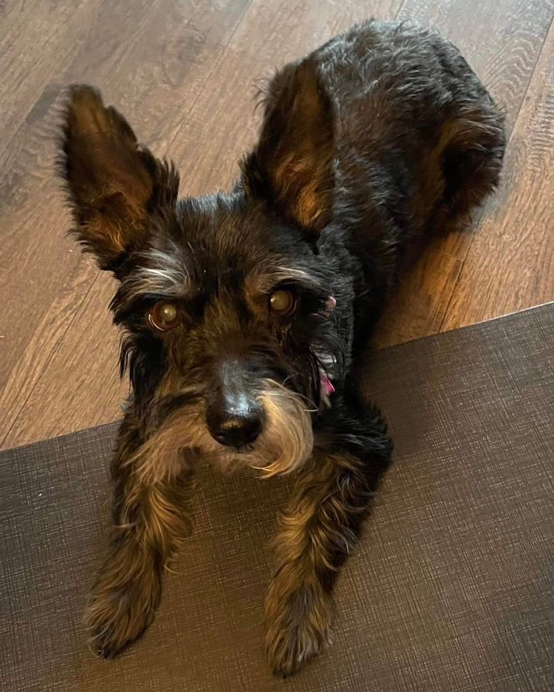 Miniature Schnauzer