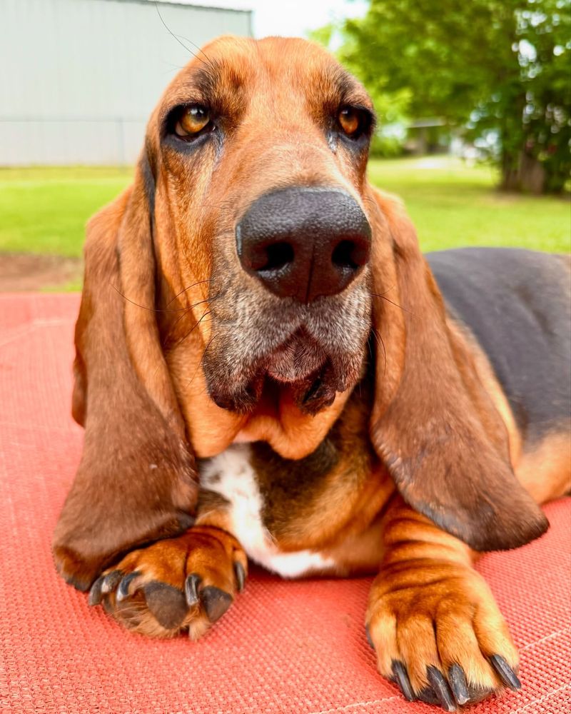 Basset Hound