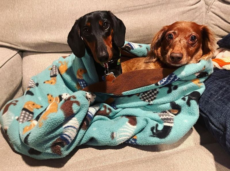 Dachshund