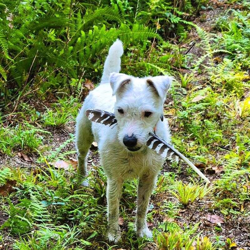 Jack Russell Terrier