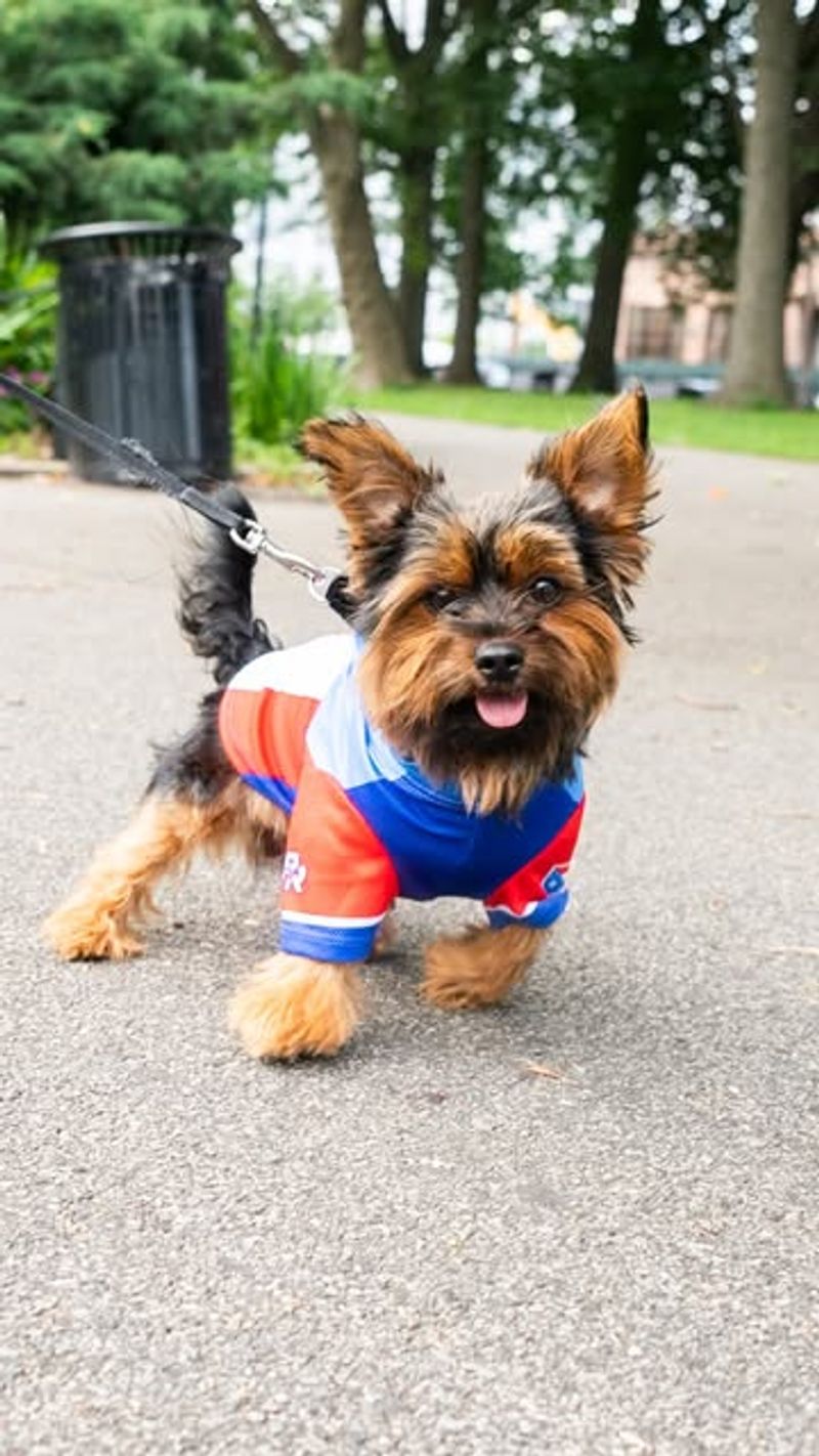 Yorkshire Terrier