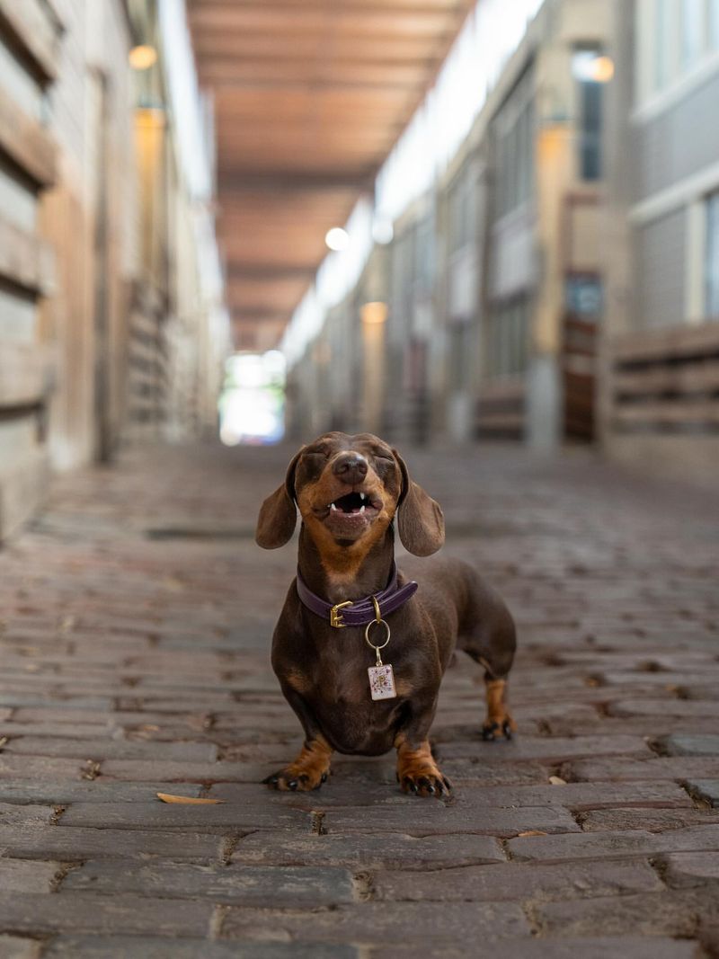 Dachshund