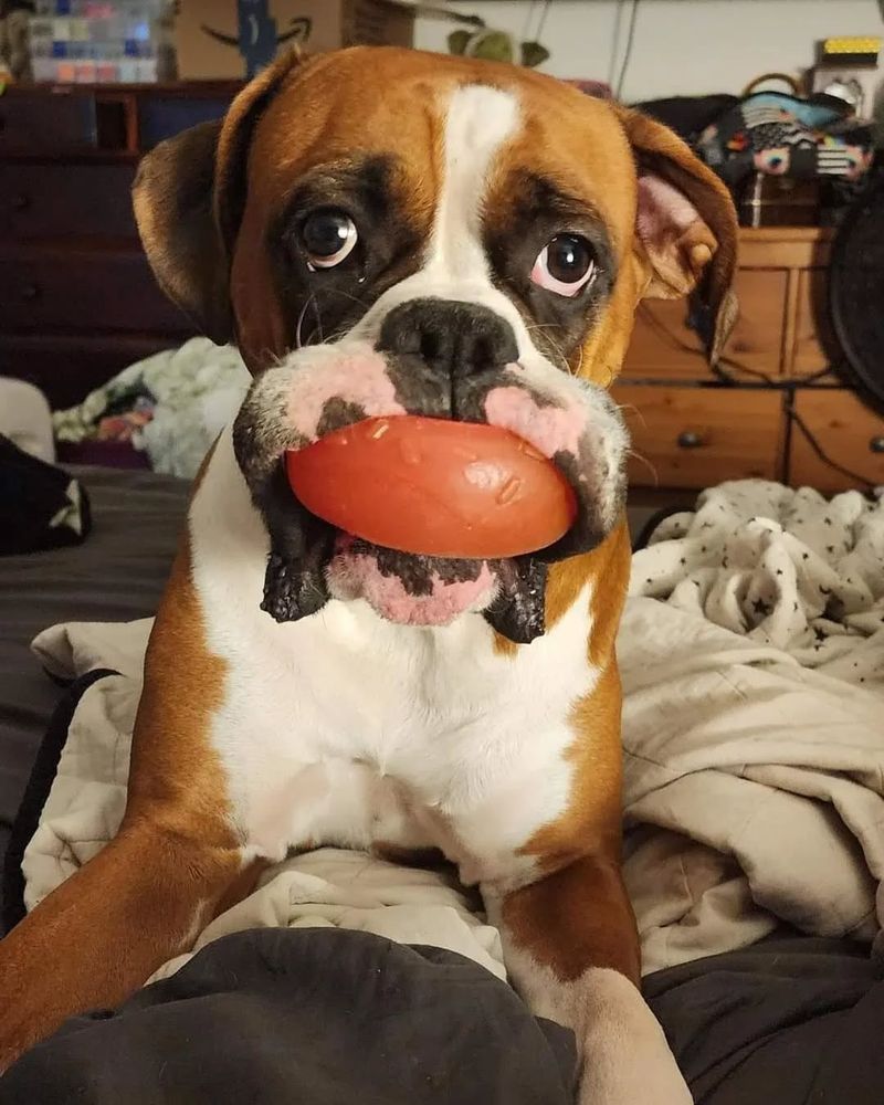 Boxer