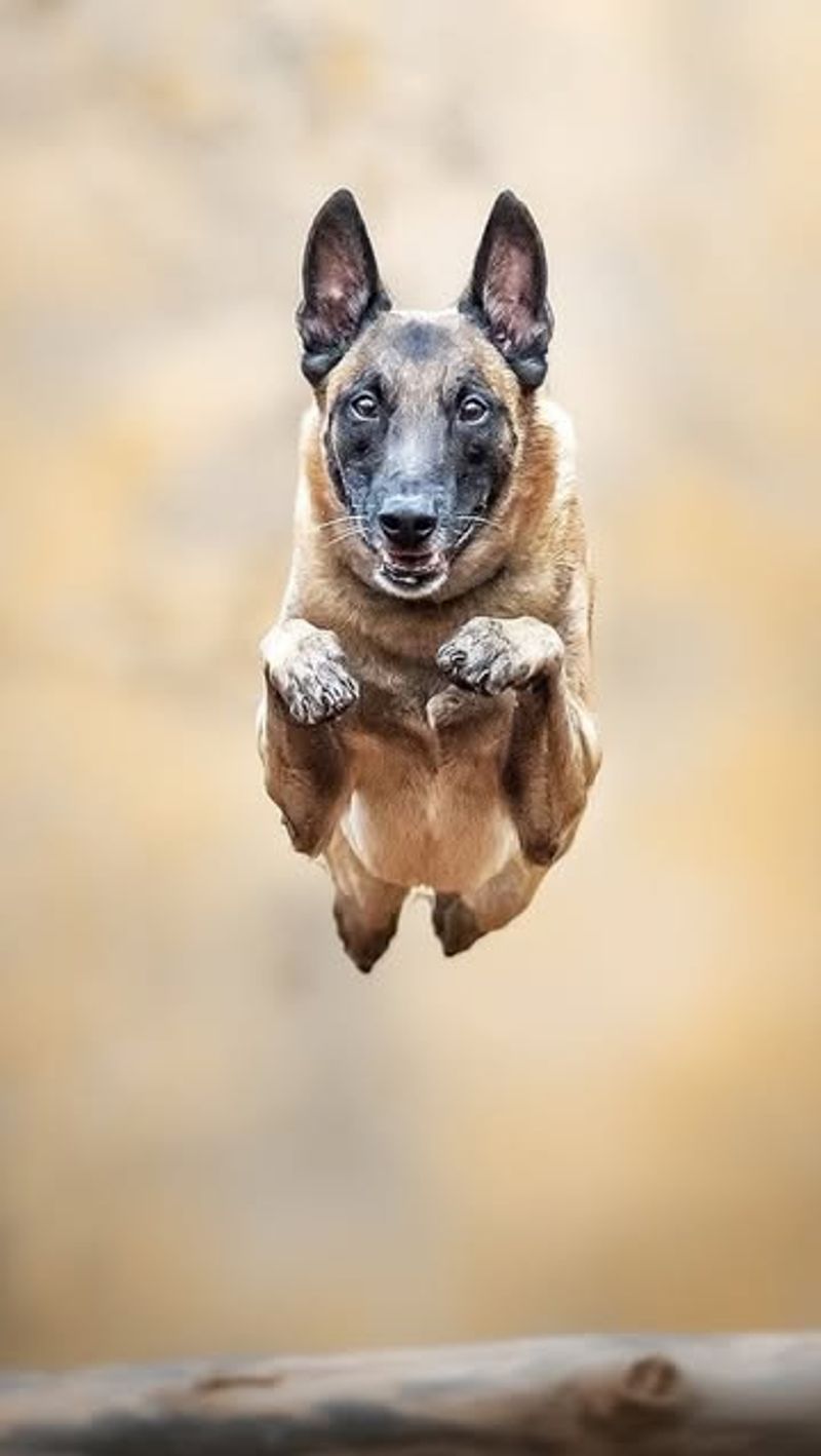 Belgian Malinois