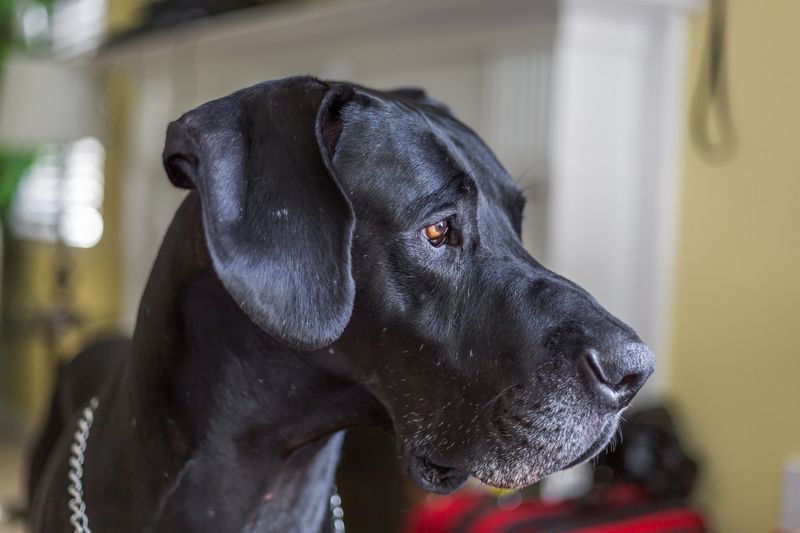 Great Dane