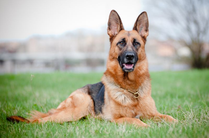 German Shepherd