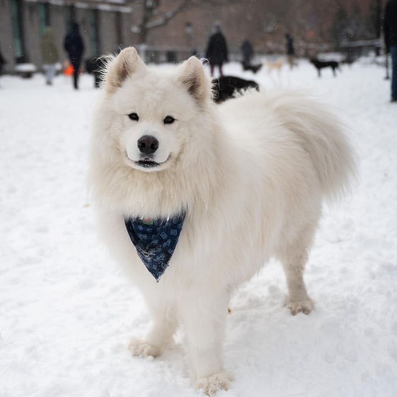 Samoyed